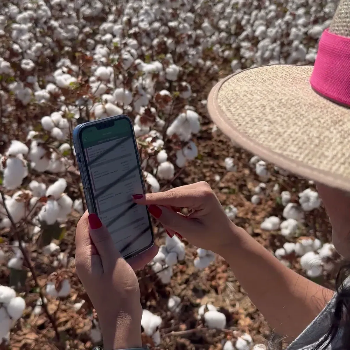 Técnica con la aplicación de upCampo abierta en el celular, en medio de un cultivo de algodón con los capullos abiertos
